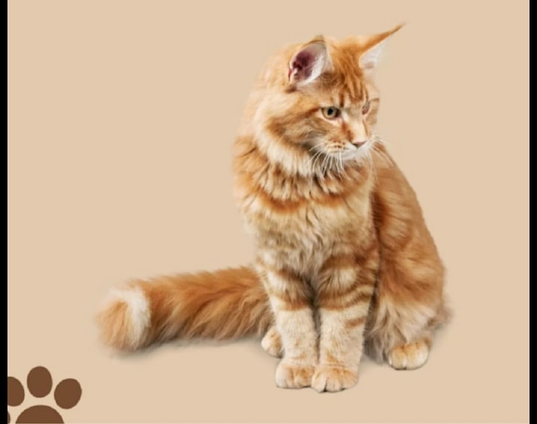 pet accessories